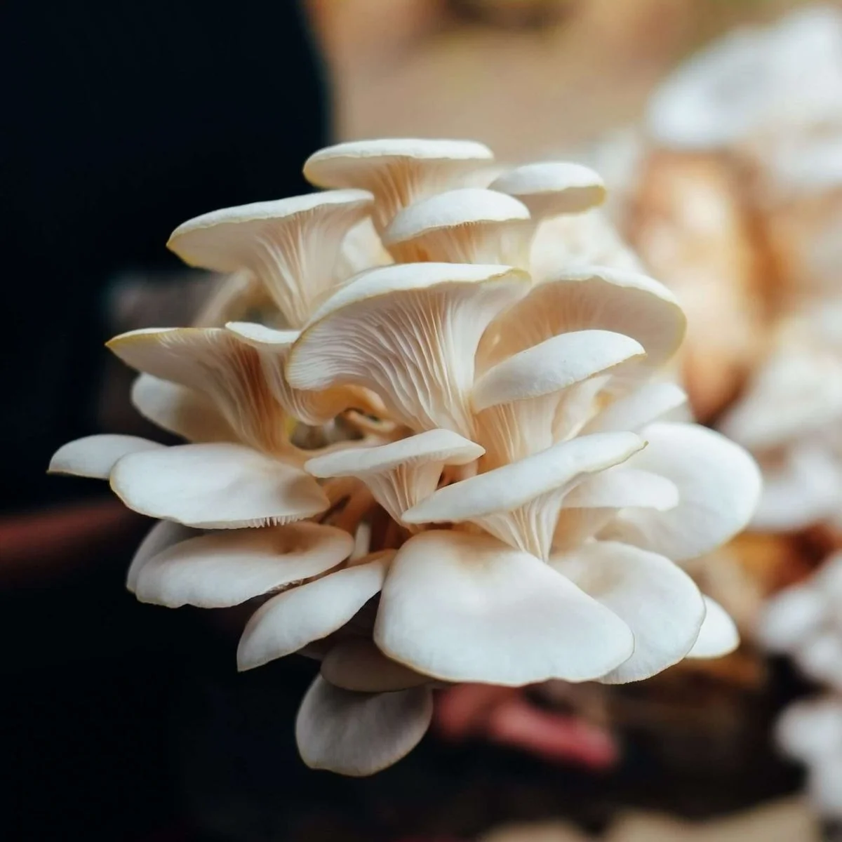 Is Mushroom Veg Or Non Veg