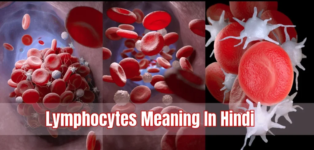 Lymphocytes Meaning In Hindi