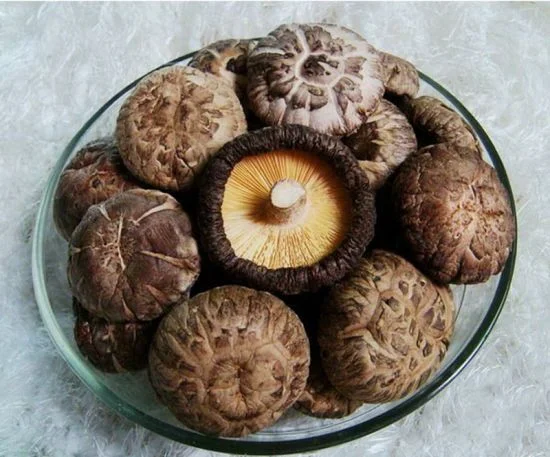 Oyster Mushroom Veg Or Non Veg
